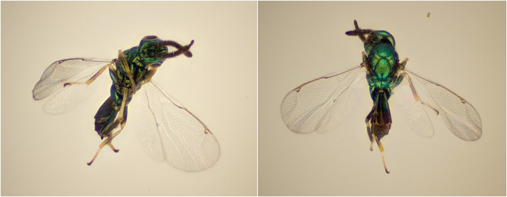 Torymus eglanteriae (Torymus eglanteriae)