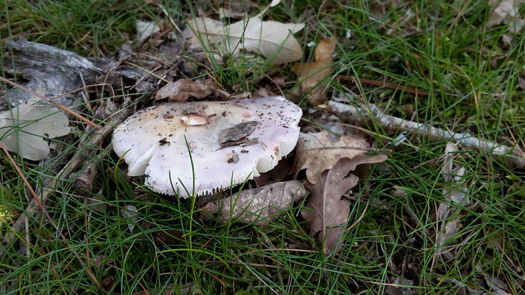 Russula cyanoxantha f. cutefracta (Russula cyanoxantha f. cutefracta)
