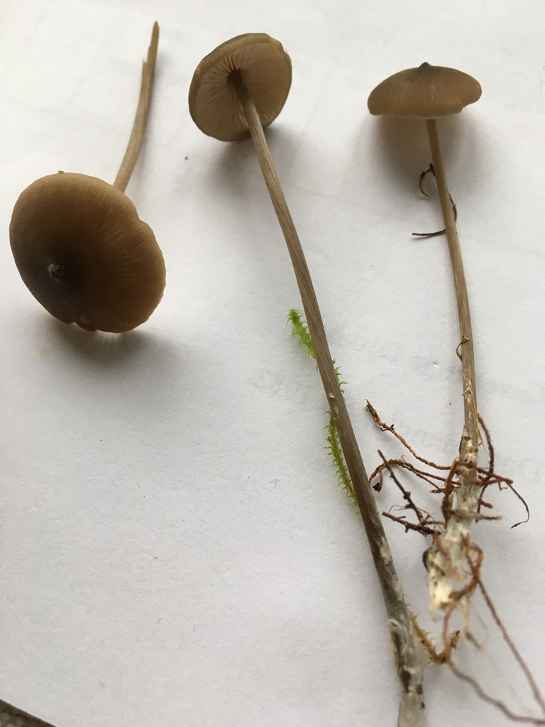 Papil-Rødblad (Entoloma papillatum)