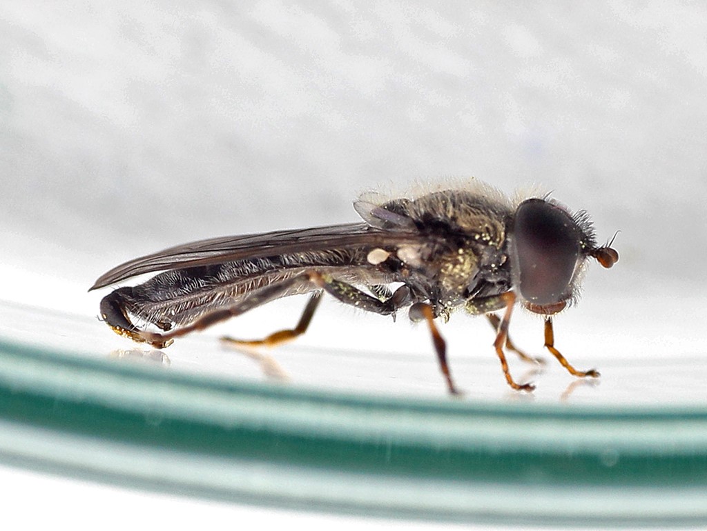 Heringia brevidens (Heringia brevidens)