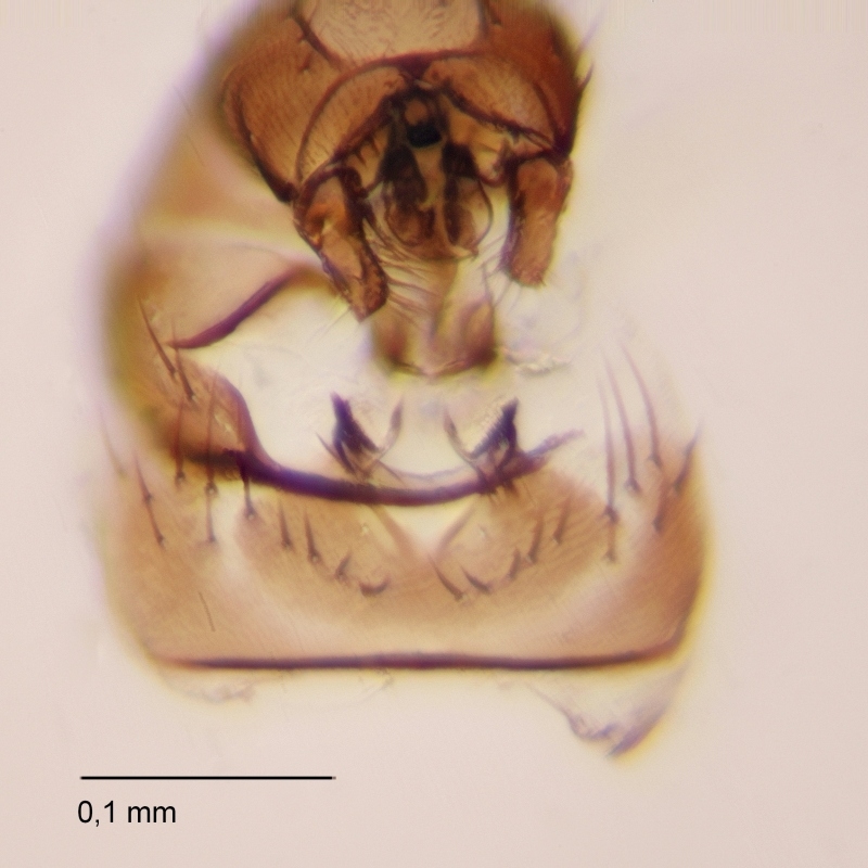 Opalimosina collini (Opalimosina collini)