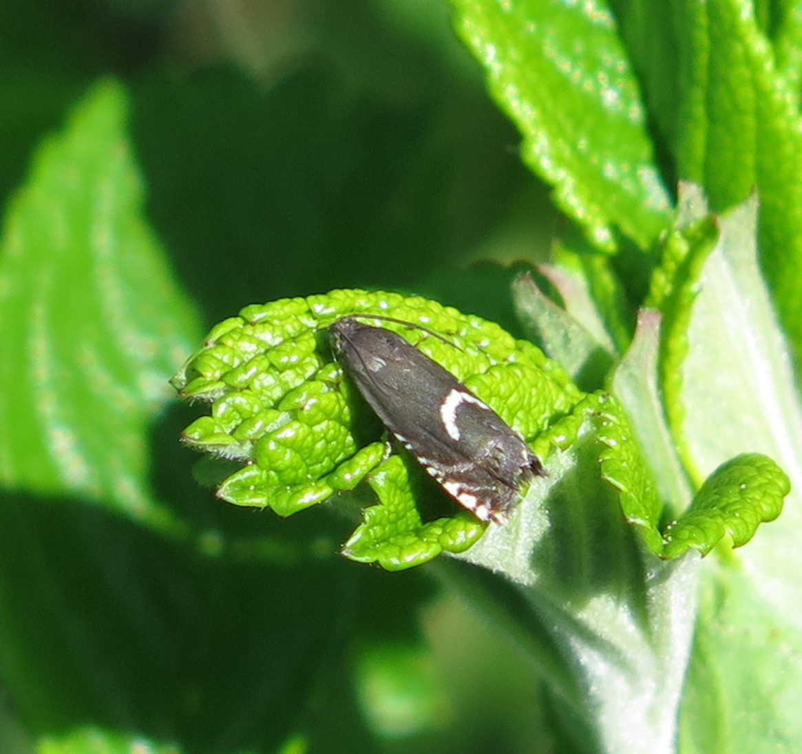 Grapholita lunulana (Grapholita lunulana)