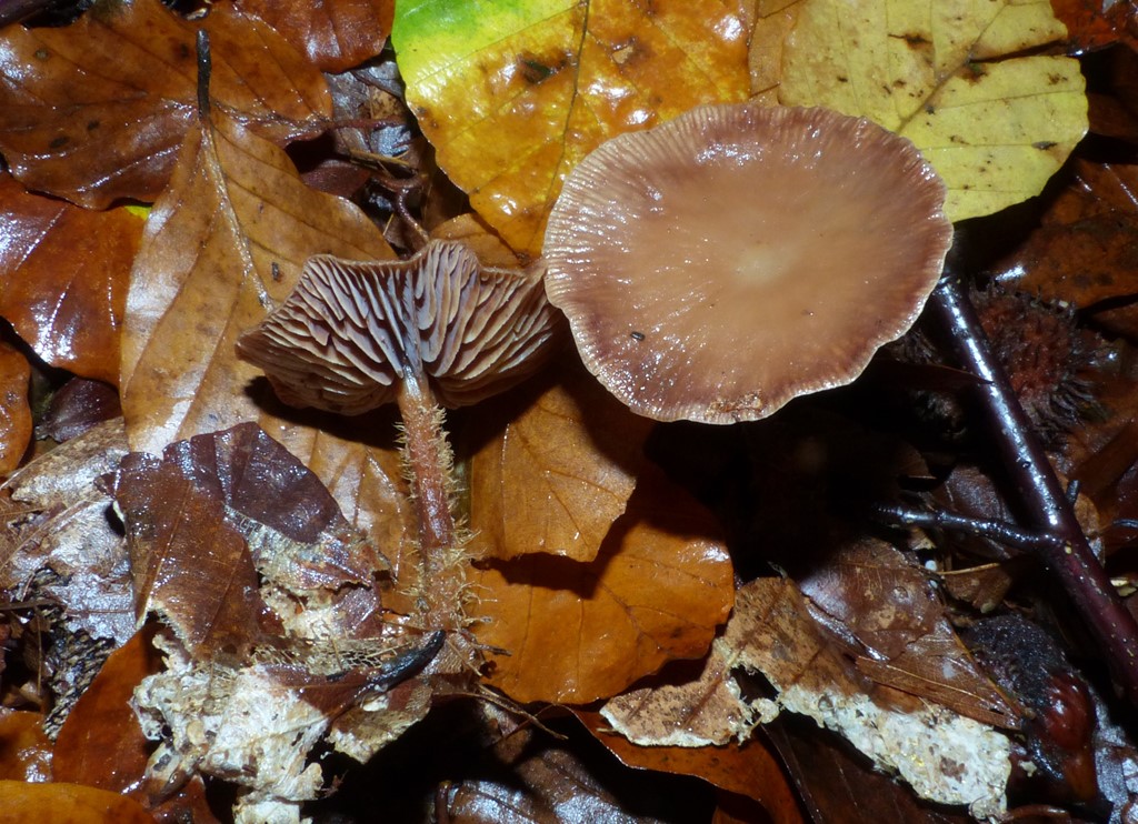 Purpurbrun Fladhat (Gymnopus fuscopurpureus)