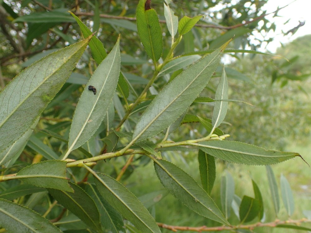 Hvid x Femhannet Pil (Salix x ehrhartiana)