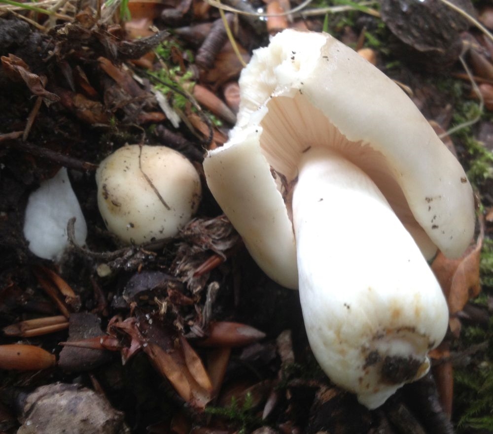 Kornet Skørhat (Russula roseoaurantia)