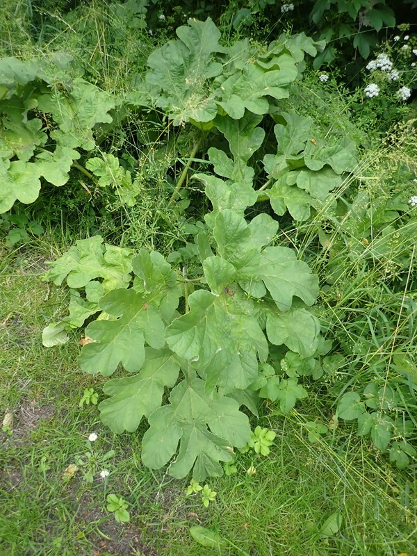 Filtet Bjørneklo (Heracleum platytaenium)