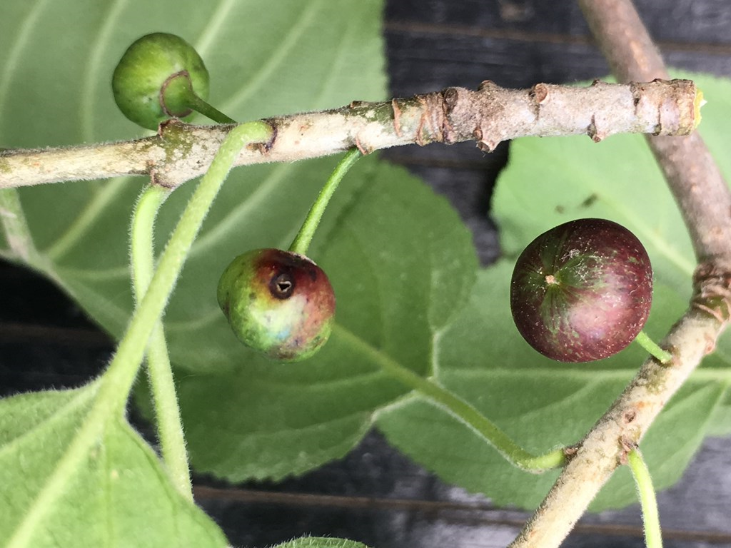 Vrietorngalmyg (Wachtliella krumbholzi)