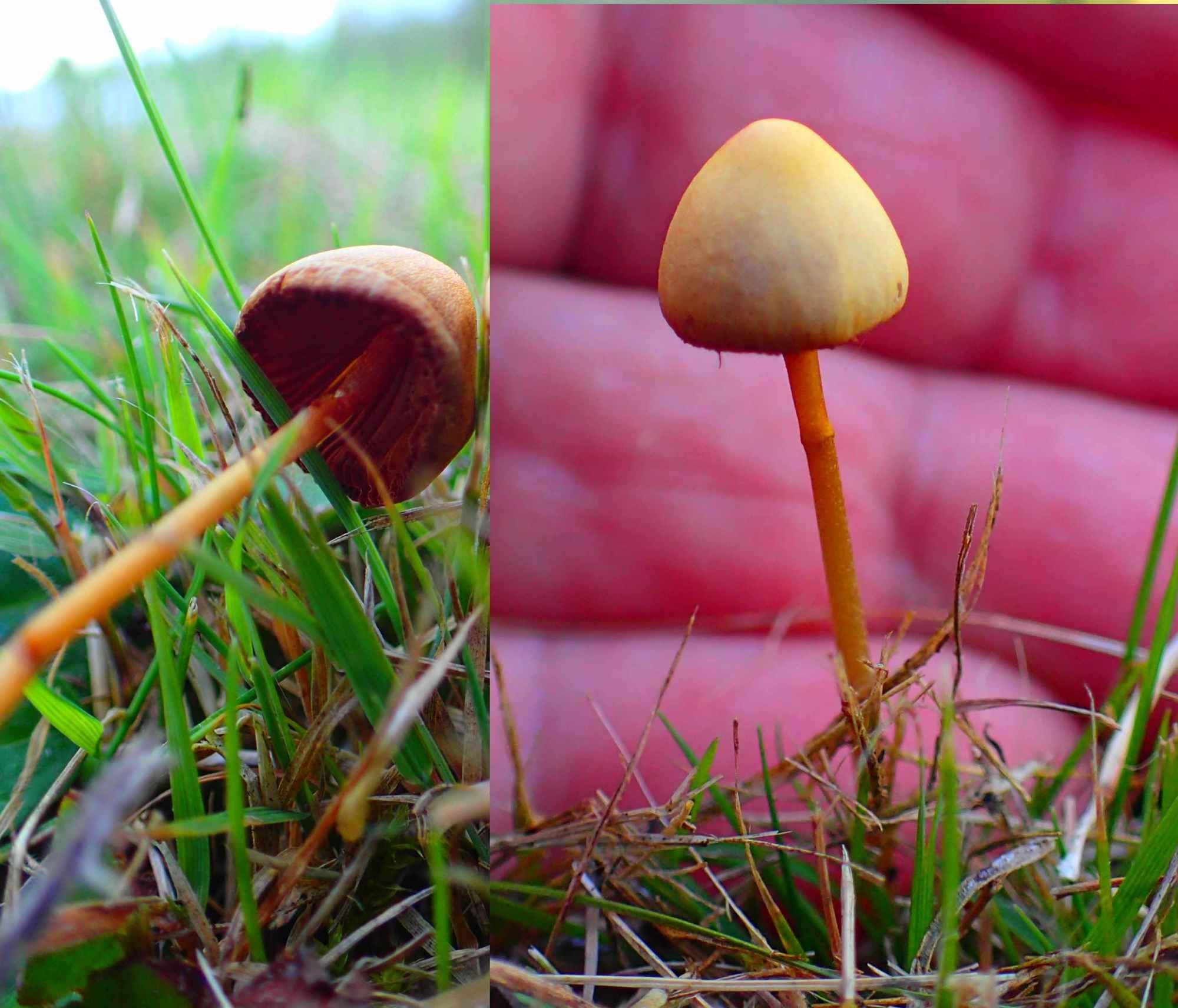 Græs-Nøgenhat (Psilocybe inquilina)