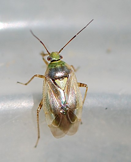 Lygus sp. (Lygus sp.)