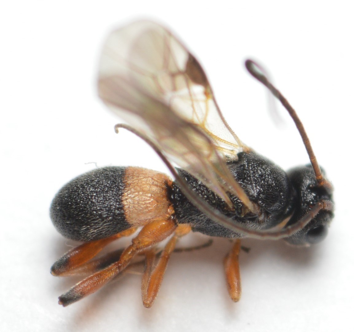 Ascogaster sp. (Ascogaster sp.)