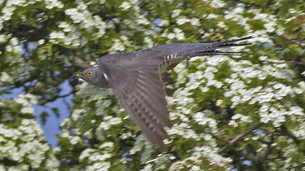 Gøg (Cuculus canorus)