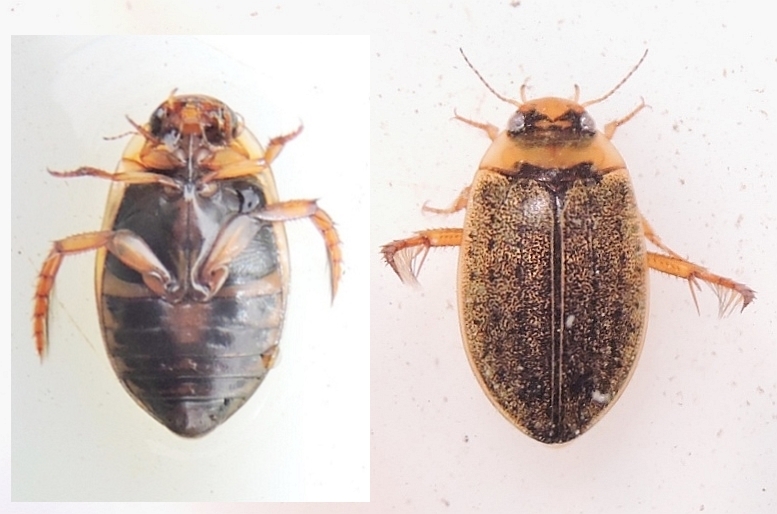 Rhantus bistriatus (Rhantus bistriatus)