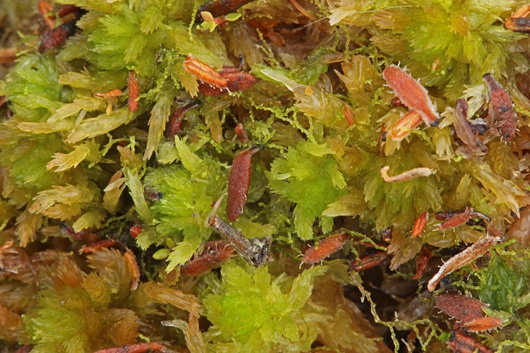 Liden Dværgtråd (Cephaloziella elachista)