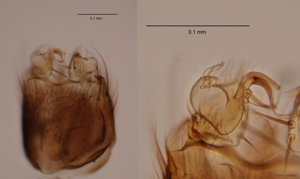 Mycetophila unicolor (Mycetophila unicolor)