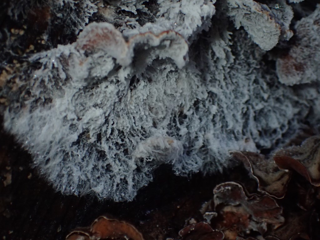Cladobotryum stereicola (Cladobotryum stereicola)