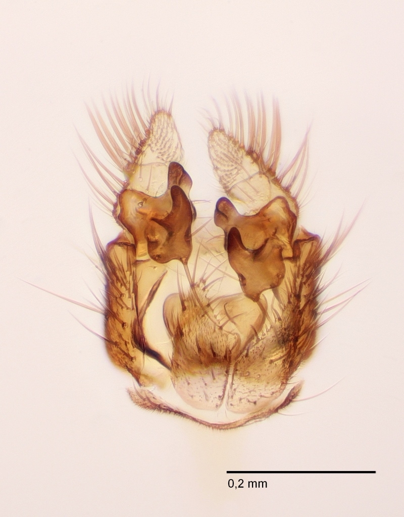 Mycetophila strigata (Mycetophila strigata)
