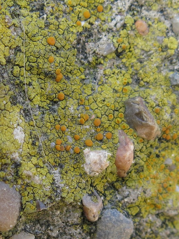 Caloplaca flavovirescens (Caloplaca flavovirescens)