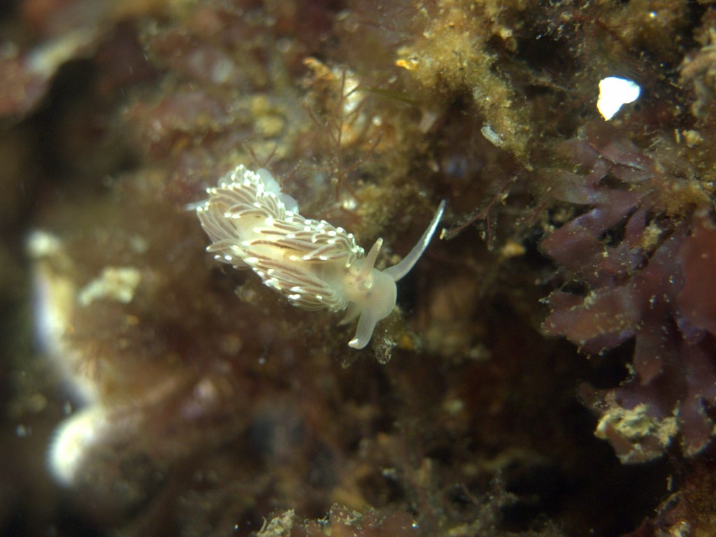 Facelina bostoniensis (Facelina bostoniensis)