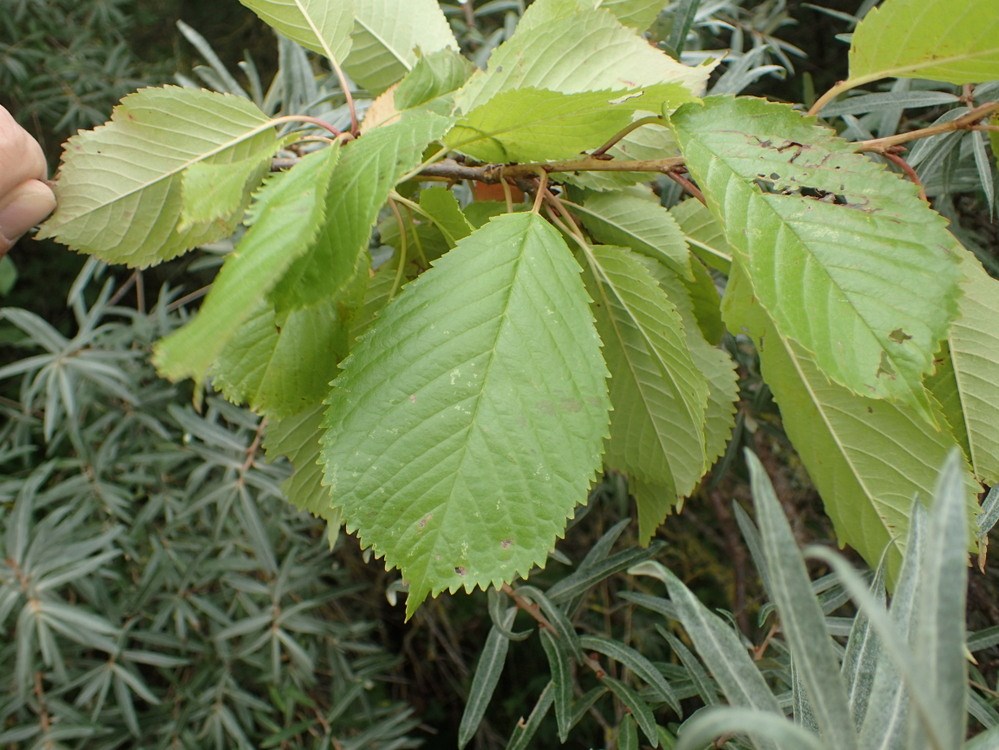 Stevnsbær (Prunus xgondouinii)