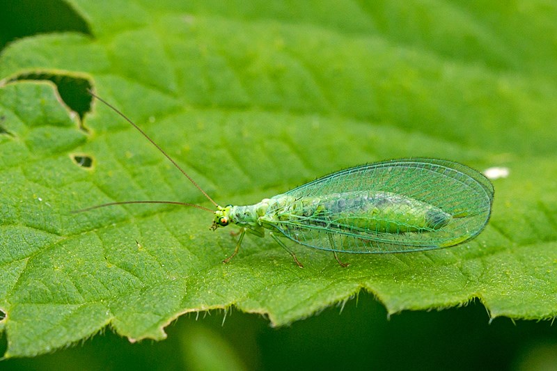 Chrysopa phyllochroma (Chrysopa phyllochroma)