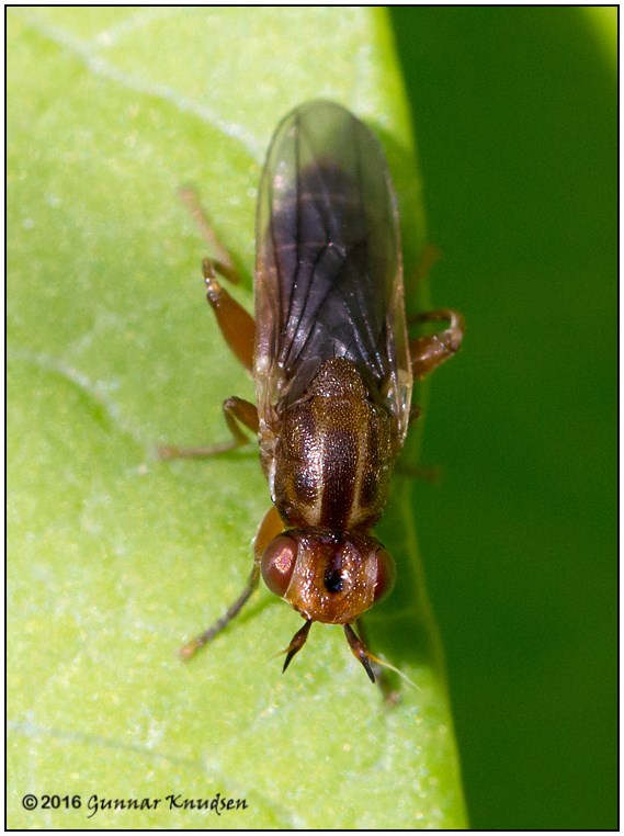 Platycephala umbraculata (Platycephala umbraculata)