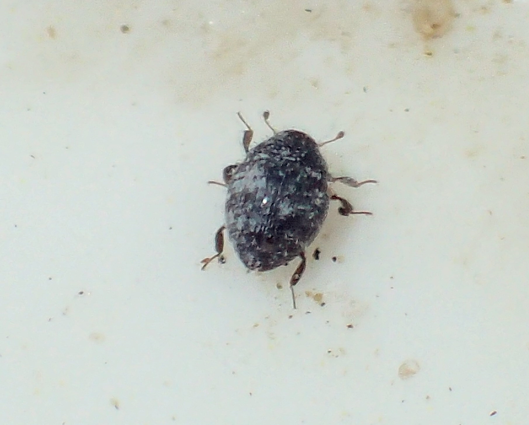 Kridtødebille (Chaetophora spinosa)