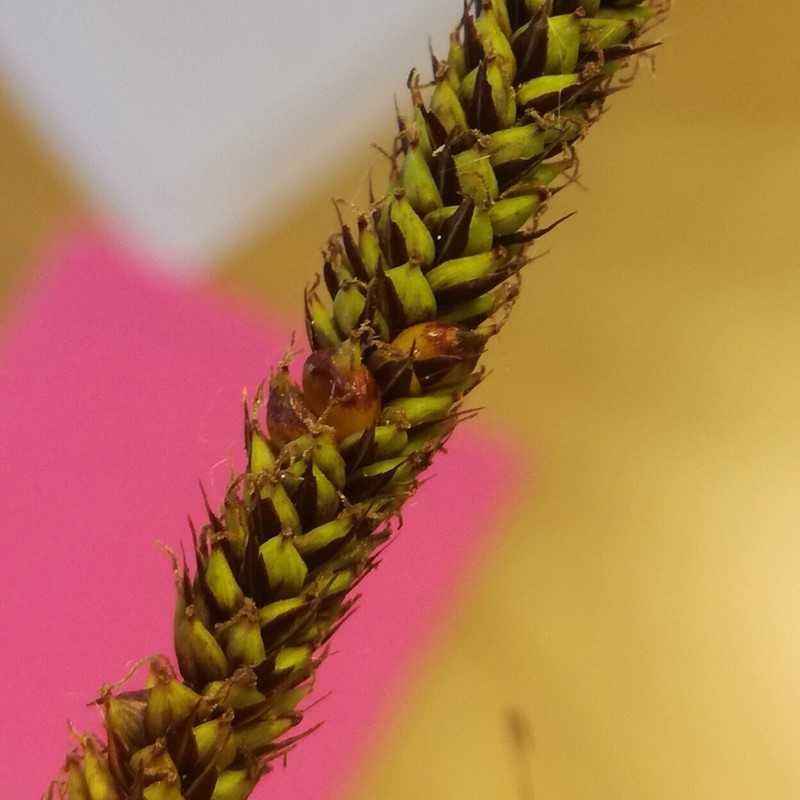 Dasineura koesterbecki (Dasineura koesterbecki)