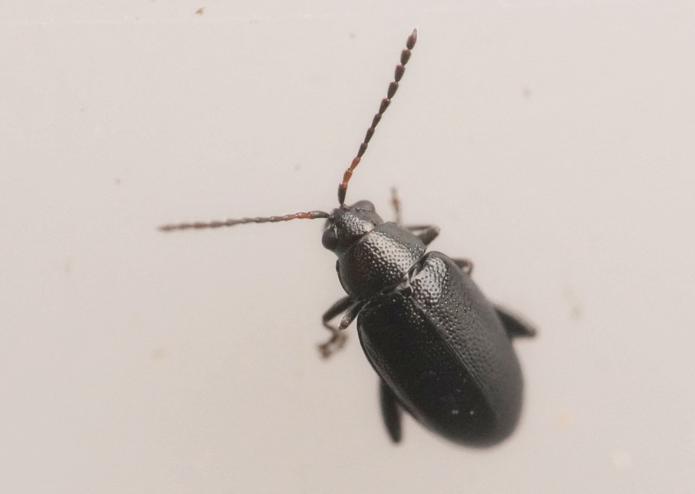 Blanksort Kåljordloppe (Phyllotreta atra)