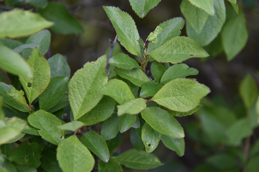 Prunus domestica ssp. insititia x spinosa (Prunus domestica ssp. insititia x spinosa)