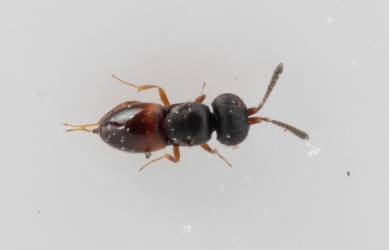 Aphanogmus claviger (Aphanogmus claviger)