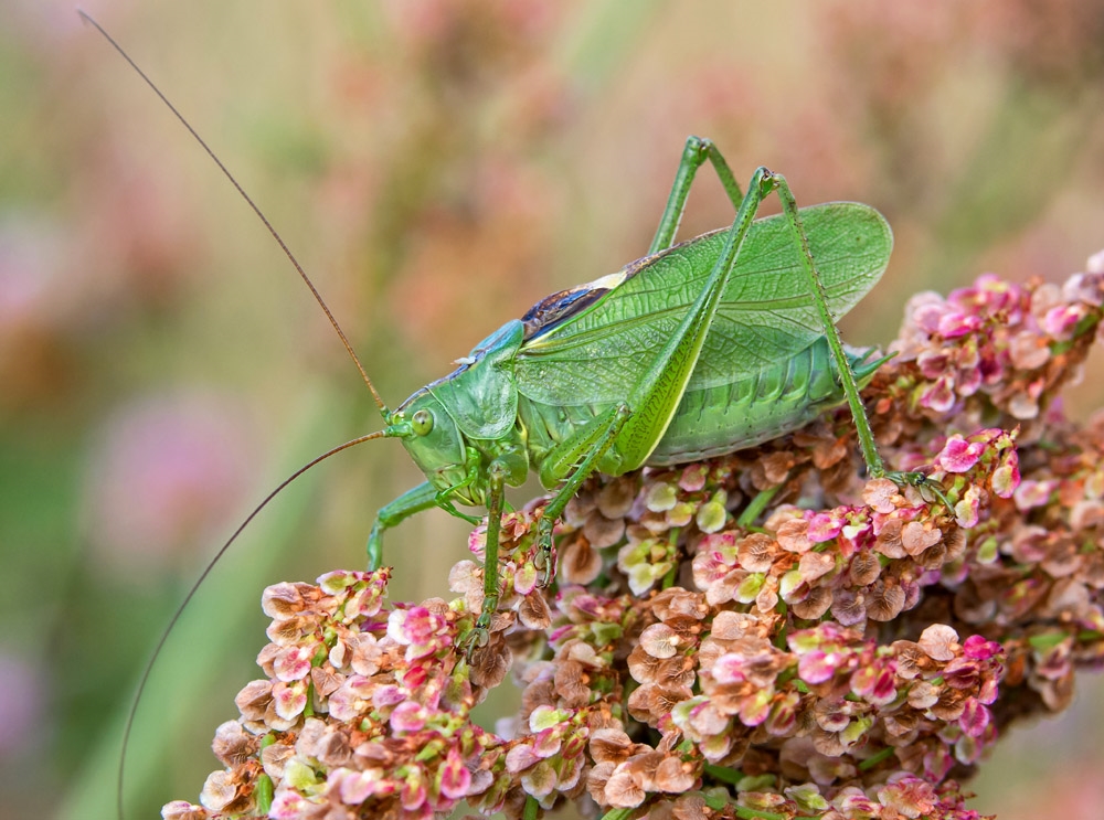 Syngende Løvgræshoppe (Tettigonia cantans)
