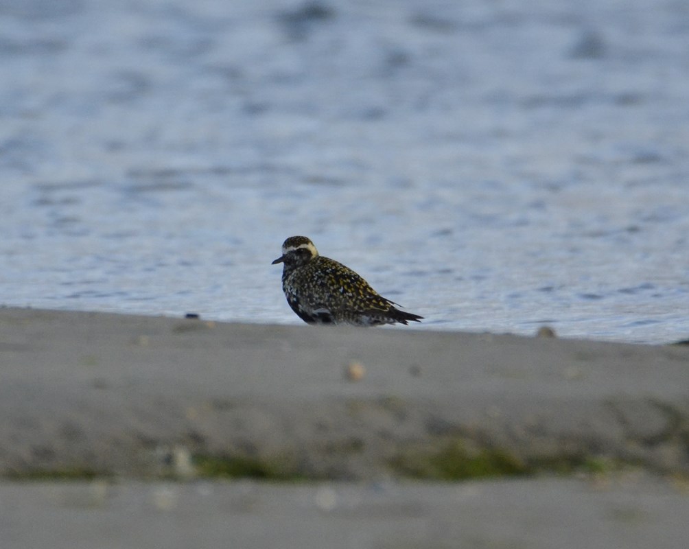 Sibirisk Hjejle (Pluvialis fulva)