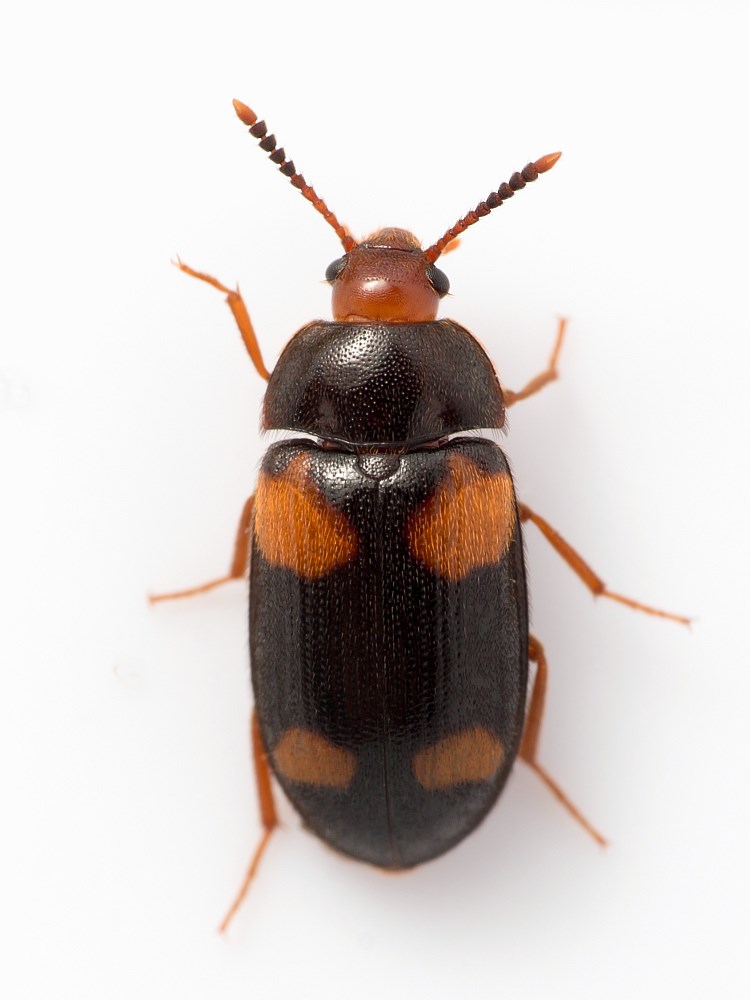 Stor Svampebille (Mycetophagus quadripustulatus)