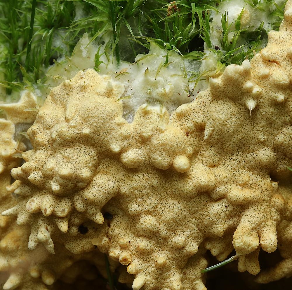 Udbredt Kødkernesvamp (Hypocrea citrina)