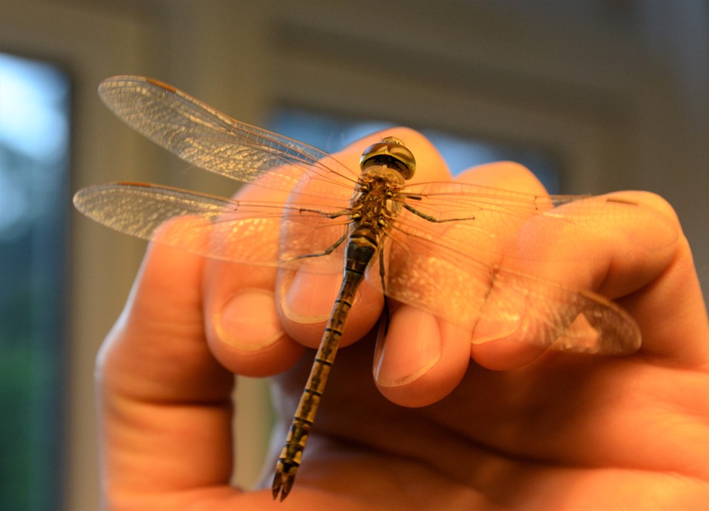 Brun Kejserguldsmed (Hemianax ephippiger)