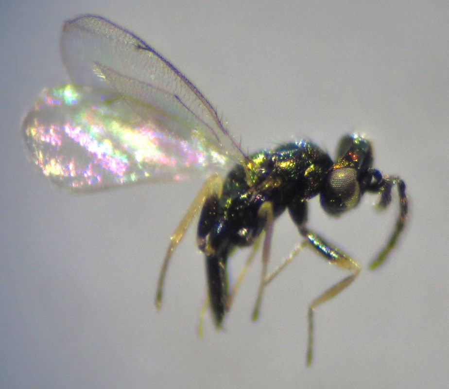 Torymus veronicae (Torymus veronicae)