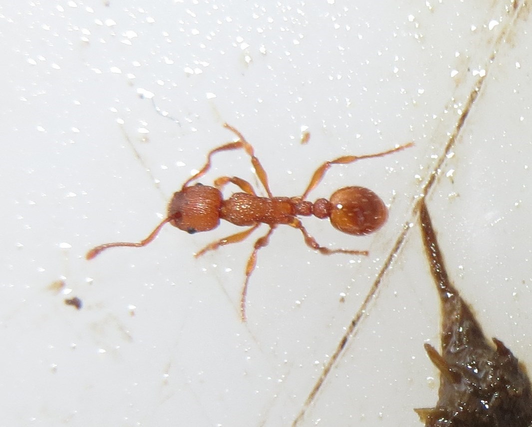 Stikmyre sp. (Myrmica sp.)
