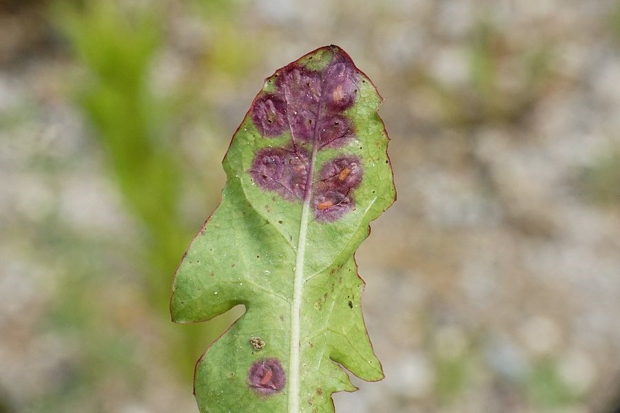 Mælkebøttegalmyg (Cystiphora taraxaci)