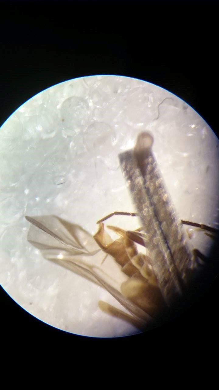 Malthodes guttifer (Malthodes guttifer)