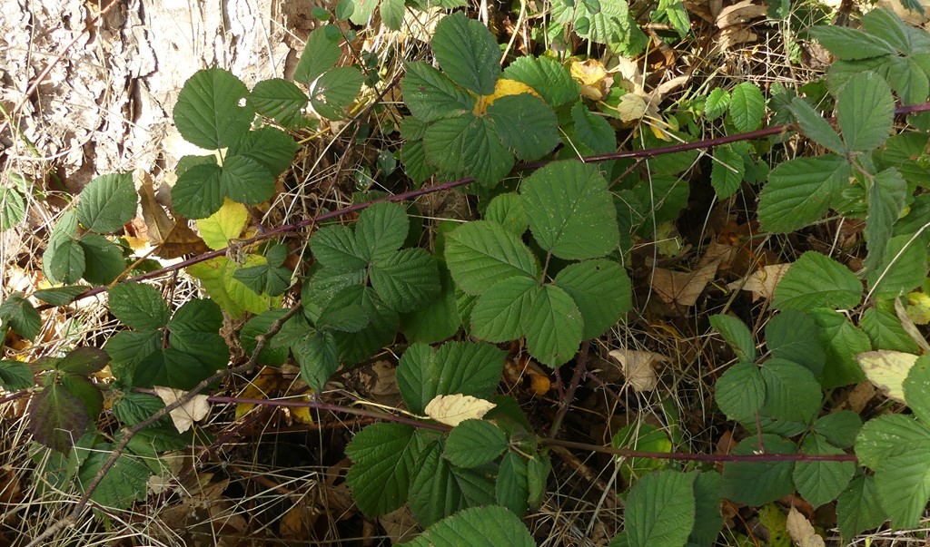 Gråbladet Hasselbrombær (Rubus fasciculatus)