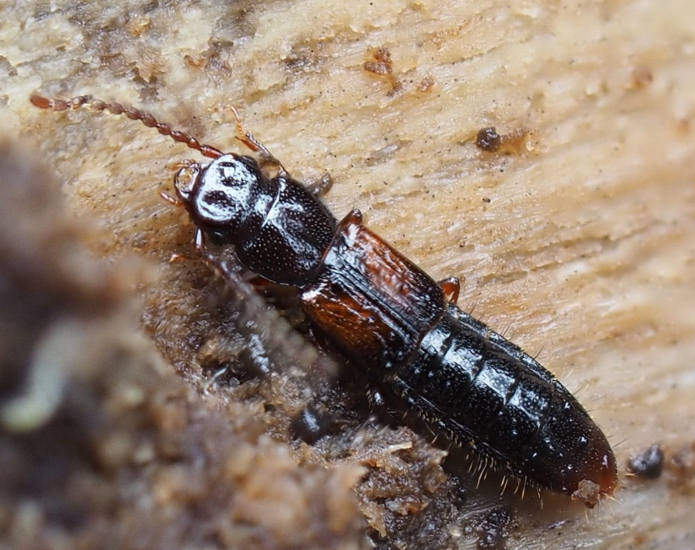 Siagonium quadricorne (Siagonium quadricorne)