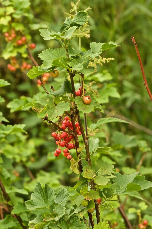 Fjeld-Ribs (Ribes alpinum)