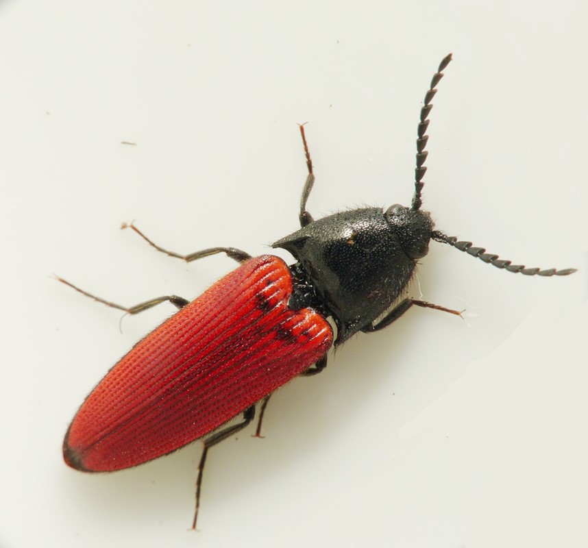 Bøge-Skovsmælder (Ampedus rufipennis)