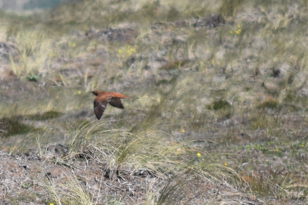 Gøg (Cuculus canorus)