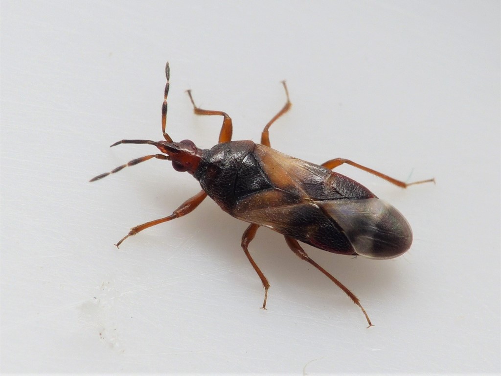 Anthocoris minki (Anthocoris minki)