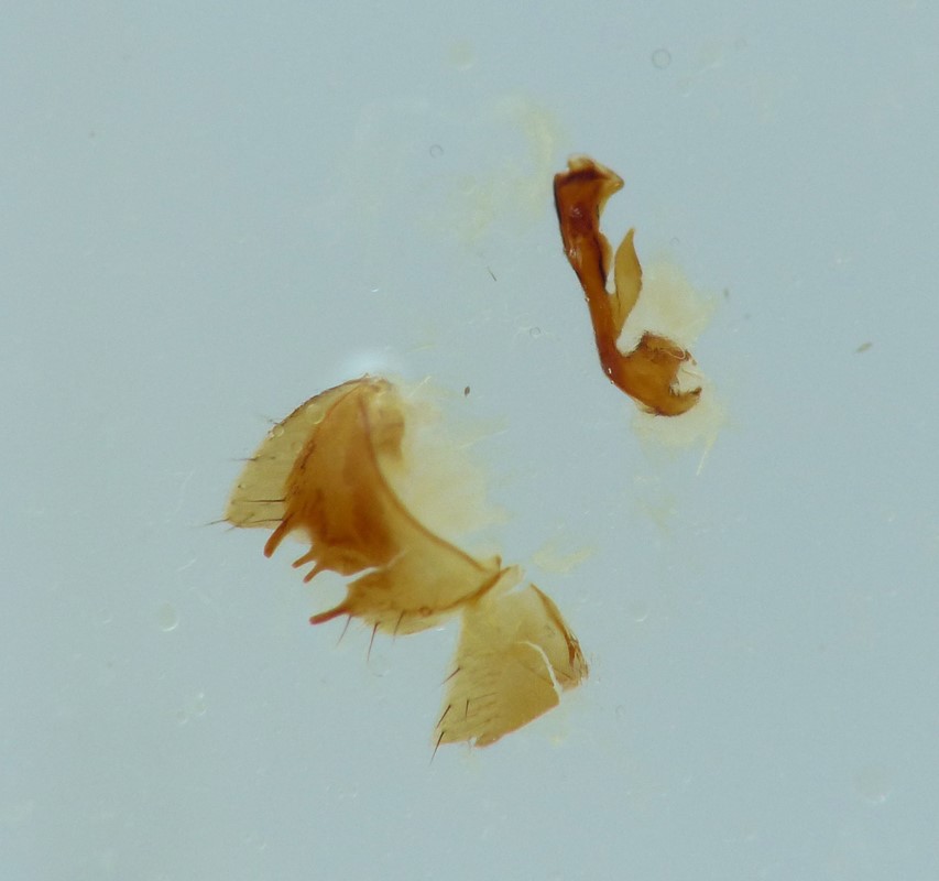 Gyrophaena gentilis (Gyrophaena gentilis)