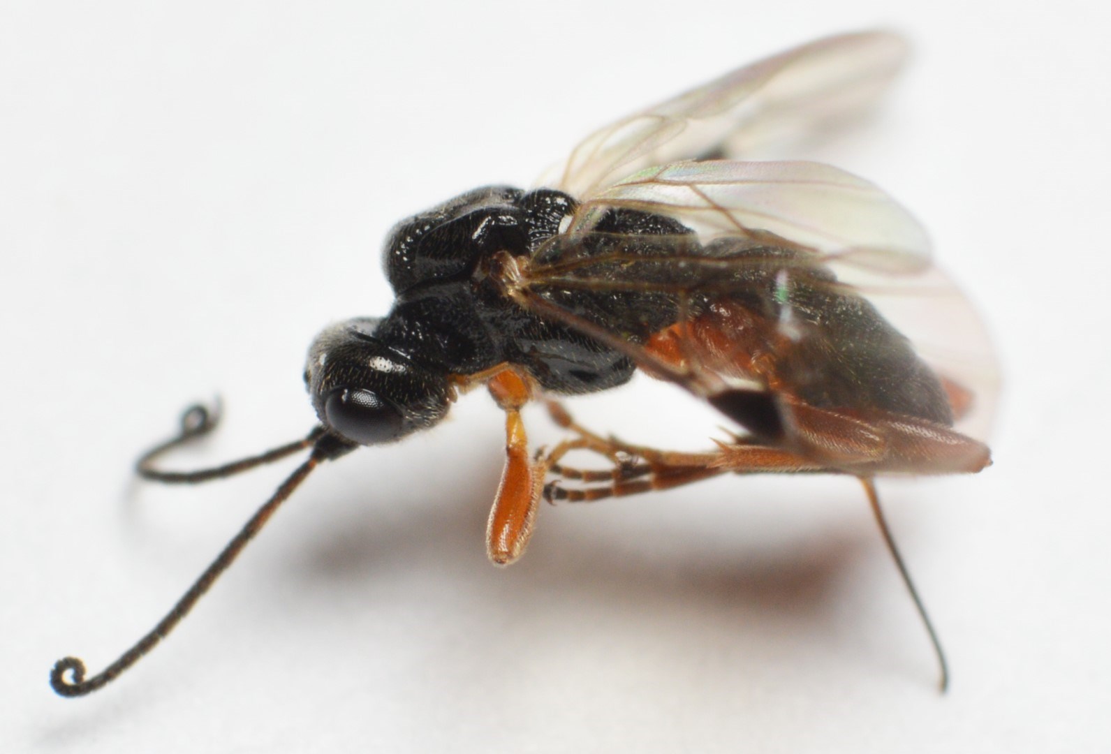 Eubazus nigroventralis (Eubazus nigroventralis)