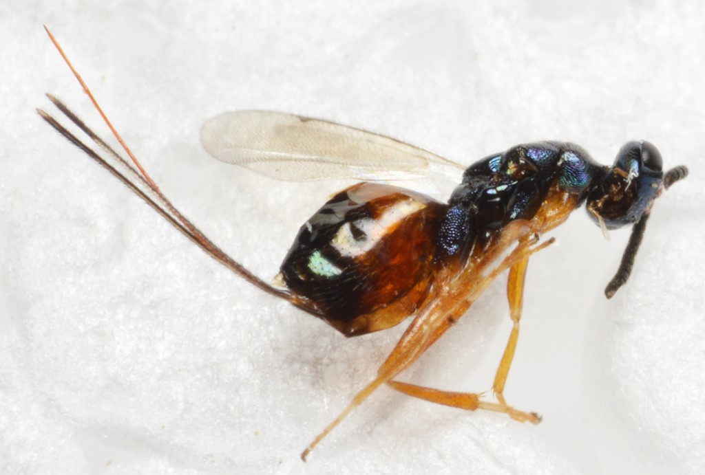 Torymus nobilis (Torymus nobilis)