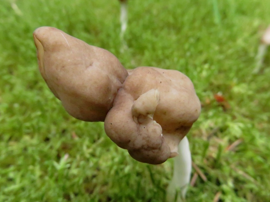 Elastik-Foldhat (Helvella elastica)