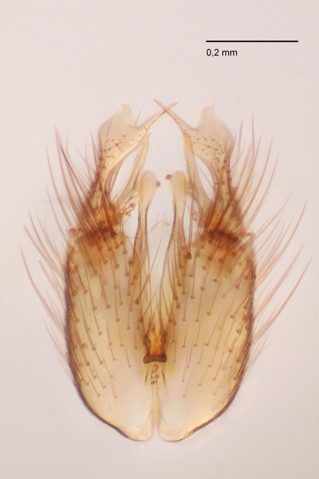 Exechia nigroscutellata (Exechia nigroscutellata)